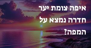 איפה צומת יער חדרה נמצא על המפה? הנה המיקום המדויק